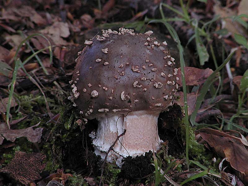 I tanti aspetti della Amanita rubescens